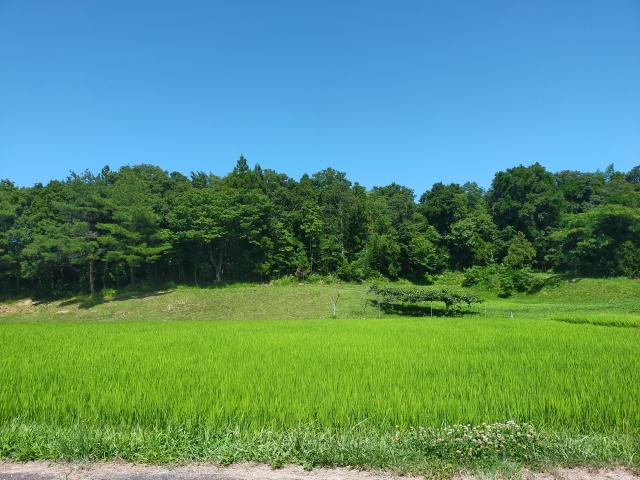 青空の下に広がる緑豊かな田園と森林