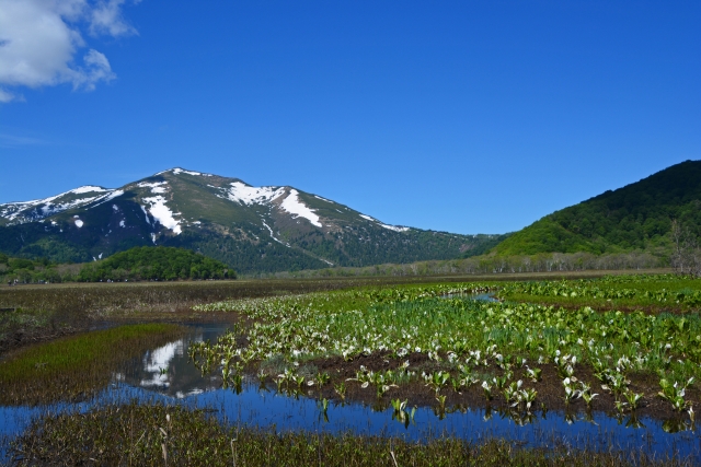 残雪の山々と水芭蕉が広がる春の湿原